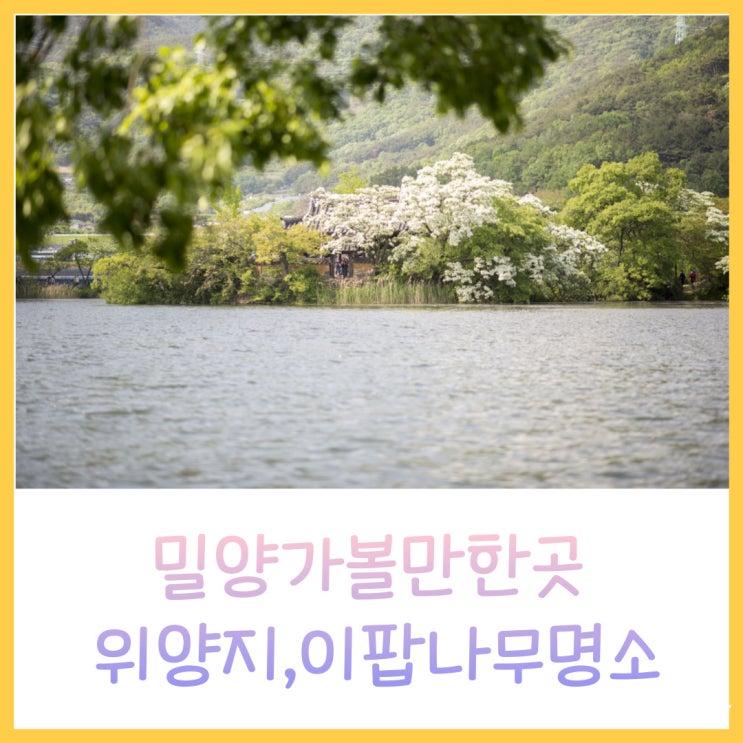  밀양가볼만한곳 반려견동반,이팝나무의 명소 위양지