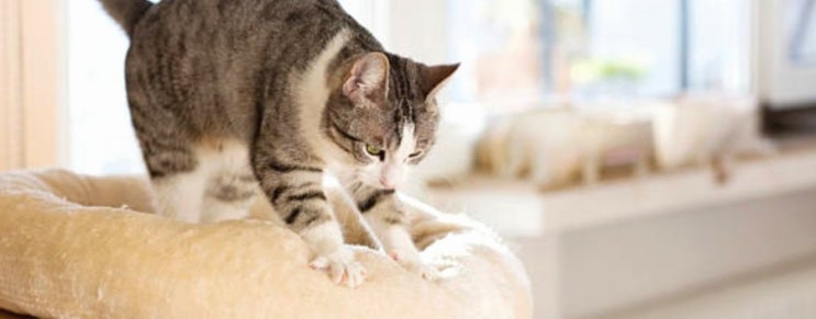 고양이 꾹꾹이의 이유, 집사에 대한 고양이만의 애정표현