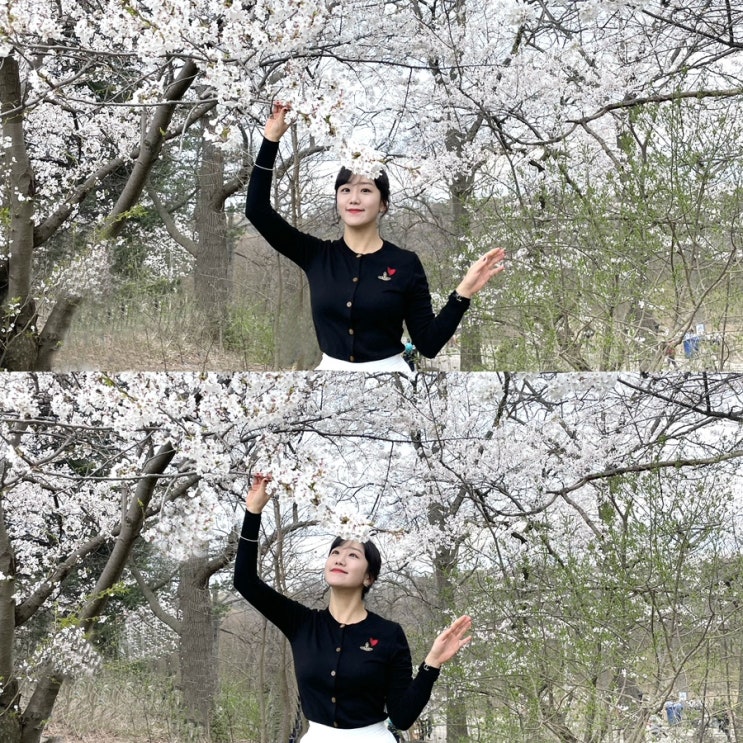  2023.Ep.502.캐나다 토론토 꽃구경 벚꽃구경하러가기 : highpark