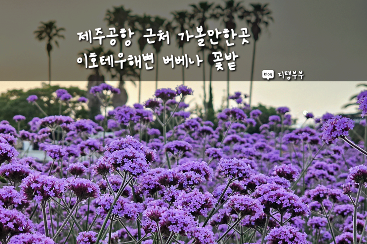  제주시 이호일동 | 제주 이호테우해변 버베나꽃밭