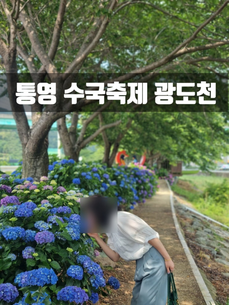  통영 수국 축제 광도천 꽃길을 따라 여행해요.