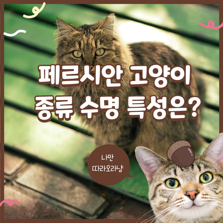  페르시안 고양이 종류 수명 특성은?