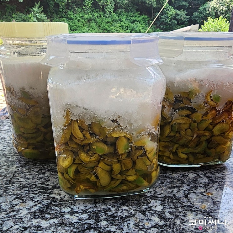 아삭한 매실장아찌 담그는 법 (알토란 홍쌍리 명인 매실장아찌 만드는 법): 매실 효능과 매실 수확 시기 아삭한 매실장아찌 담그는 법 (알토란 홍쌍리 명인 매실장아찌 만드는 법): 매실 효능과 매실 수확 시기