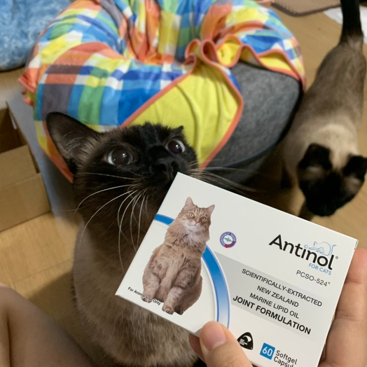 [내돈내산] 관절염 고양이를 위한 영양제, 안티놀