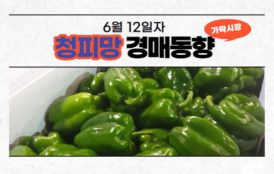  [경매사 일일보고] 6월 12일자 가락시장 청피망 경매동향을 살펴보겠습니다!