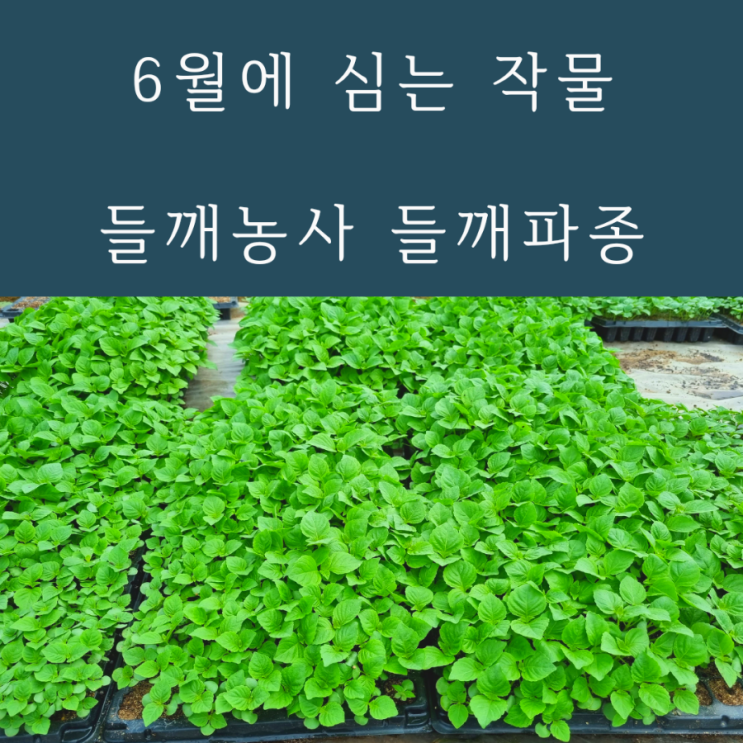  6월심는작물 들깨심는시기 들깨파종시기 들깨농사