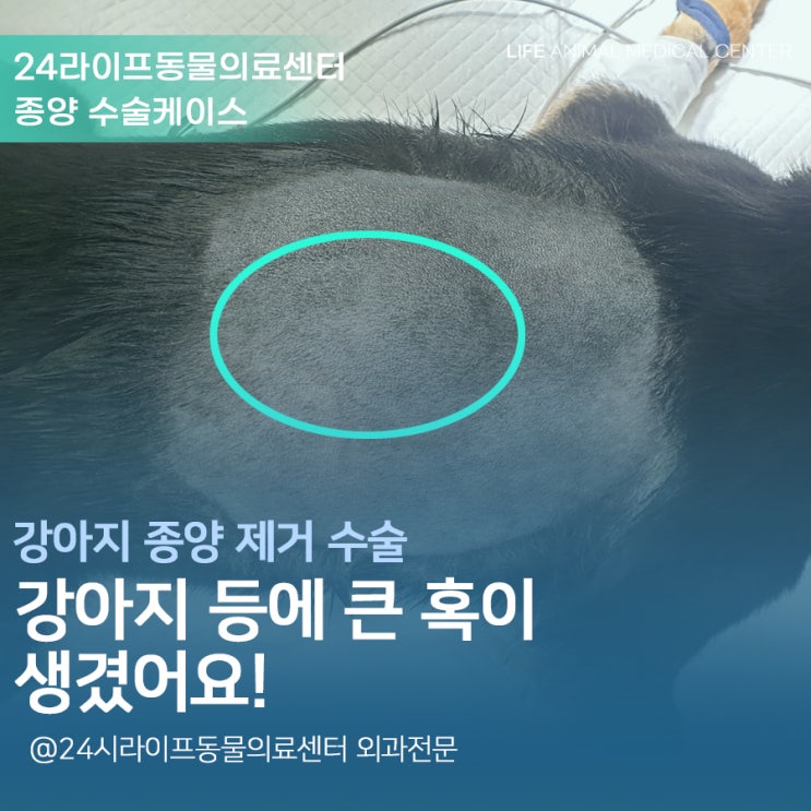 대구강아지종양수술 : 강아지 등에 혹 자꾸 커질때 수술 해야할까요