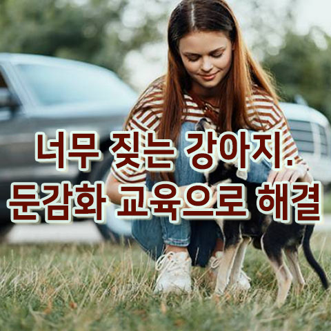  너무 짖는 강아지. 둔감화 교육으로 해결