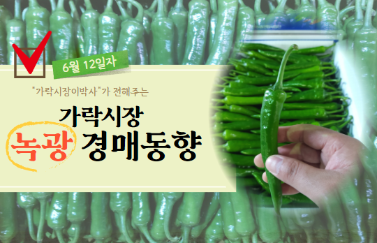  [경매사 일일보고] 6월 12일자 가락시장 녹광 경매동향을 살펴보겠습니다!
