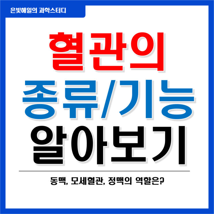  혈관의 종류와 기능(동맥, 모세혈관, 정맥)