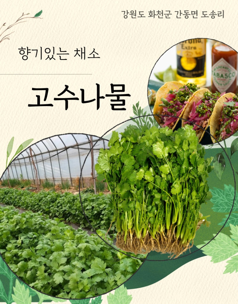 향기있는 채소 고수나물 1kg 농장직거래