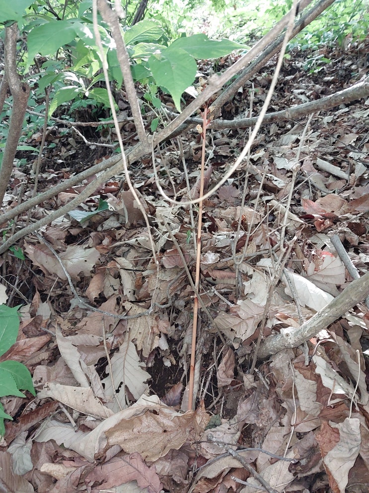  천마 끝물 산행