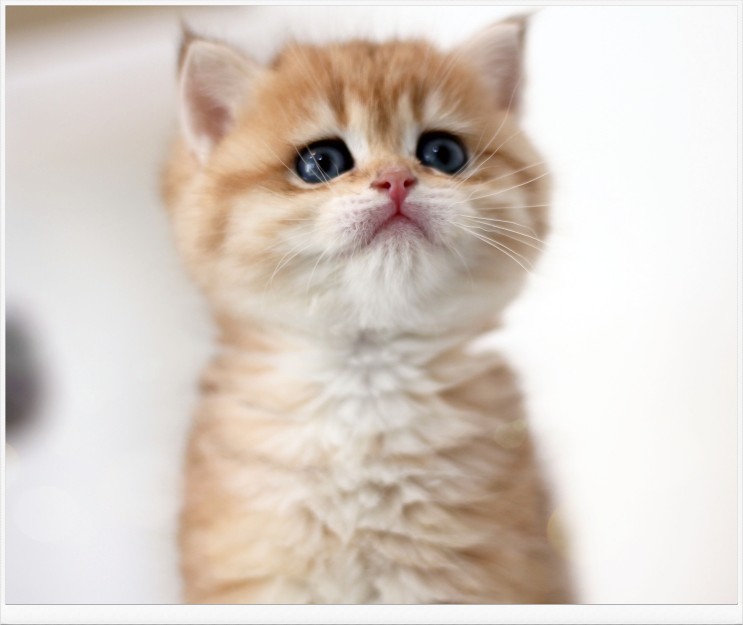 김포고양이분양 : 건강한 가정묘 전문 마포도레미캣 에서 프리미엄 고양이들을 알아보세요.