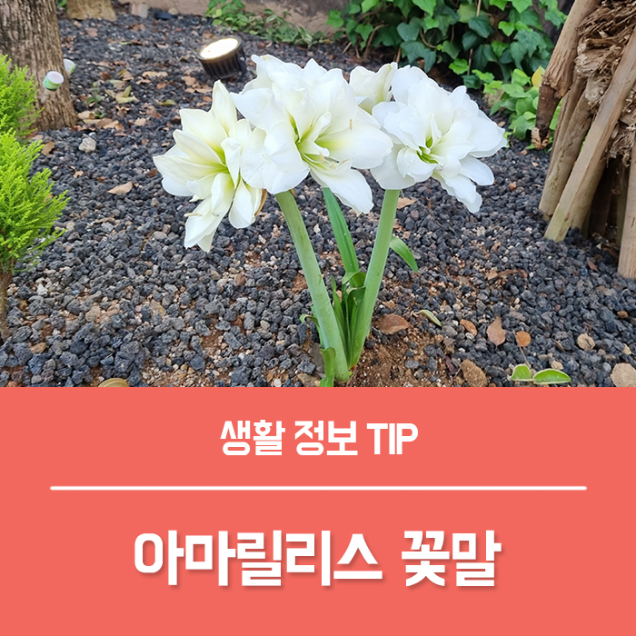 아마릴리스 꽃말, 아마릴리스 키우기 전설 월동 준비