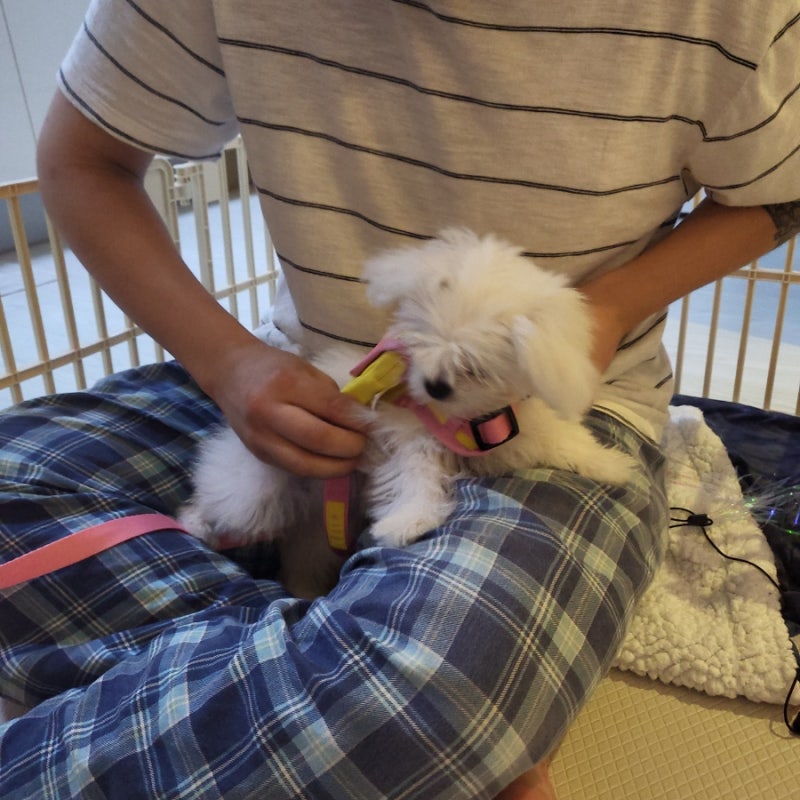 [강아지하네스] 위드토리 '3초 가방 하네스 핑크' 후기