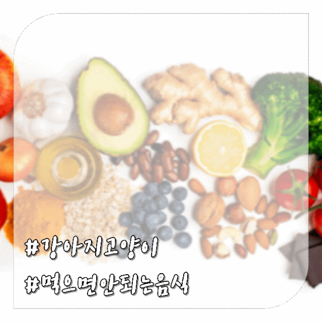  고양이 강아지가 먹으면 안되는 음식 과일 먹었을 때 증상
