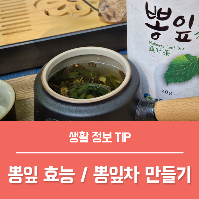 뽕나무 뽕잎 효능 4가지 ,뽕잎가루 뽕잎차 효능 부작용은?