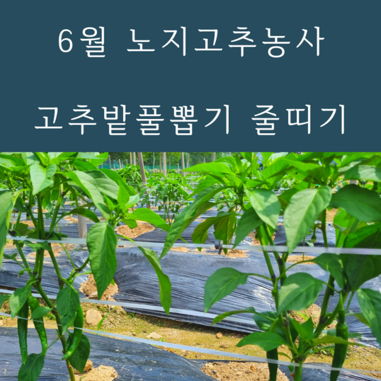  6월 고추농사 고추밭풀뽑기 고추줄유인작업 고추밭진딧물