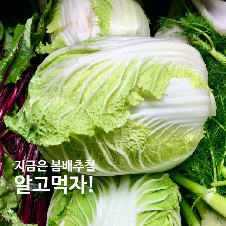  배추효능과 부작용, 좋은배추 골라 요리하는법까지