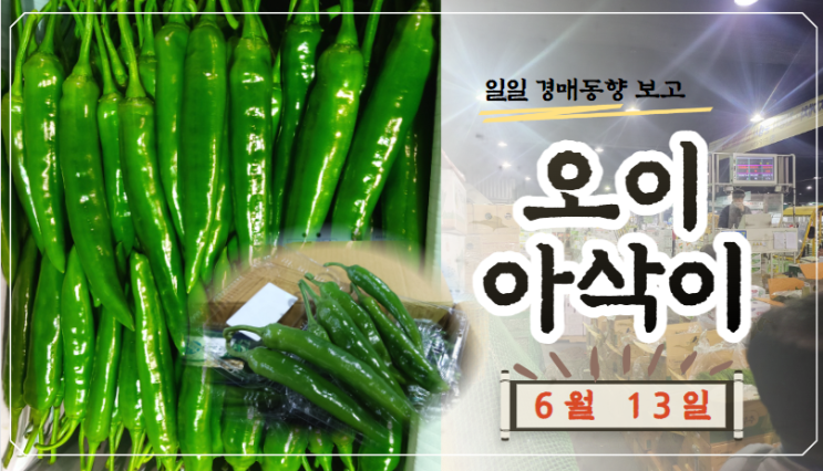  [경매사 일일보고] 6월 13일자 가락시장 오이아삭이 경매동향을 살펴보겠습니다!