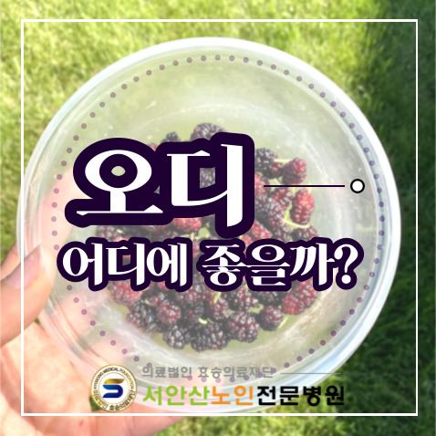  안산요양병원 건강정보 오디의효능(Mulberry,멀베리)
