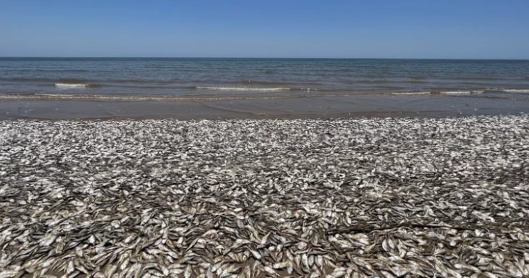 왜 수천 마리의 물고기들이 이 텍사스 해변에 떠밀려왔을까요