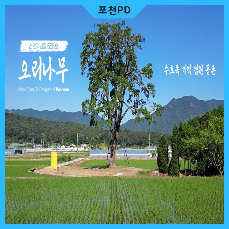 관인면 초과리를 지키는 <b>천연기념물</b> 555호 <b>오리나무</b>