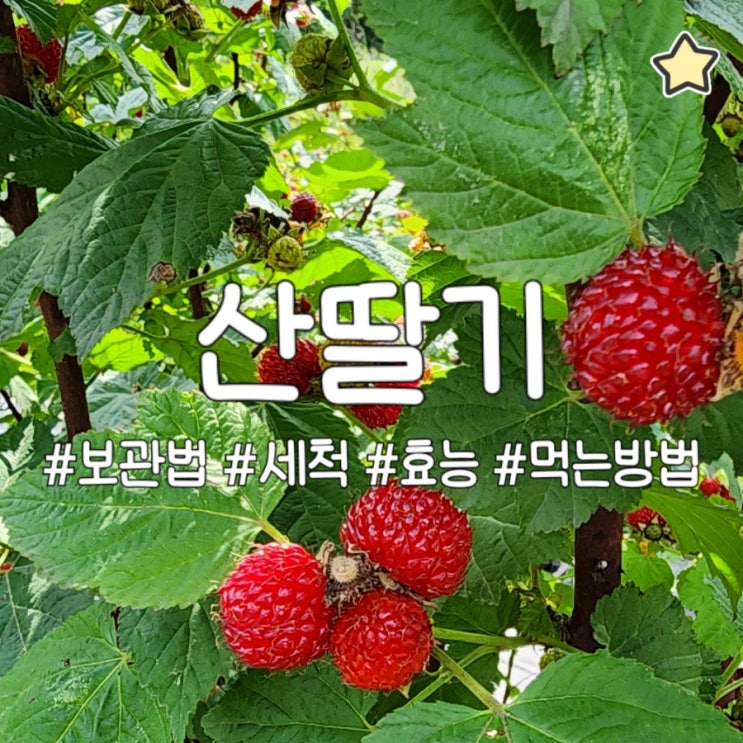 산딸기 보관법 세척 방법 6월 제철 과일 산딸기 스무디