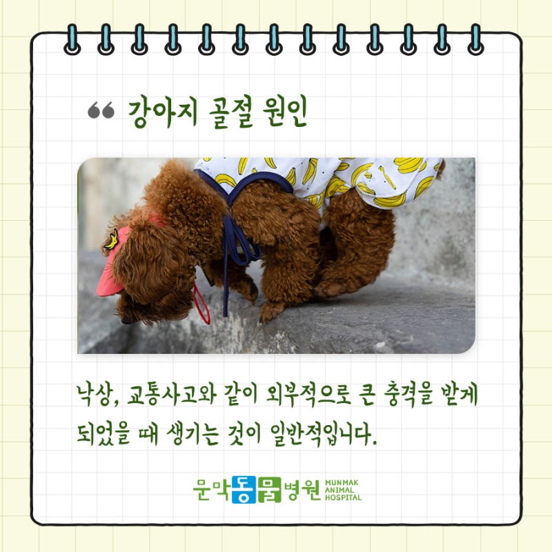개 골절, 다리, 등, 늑골 골절, 개 교통사고, 추락 주의: 원주수술동물병원