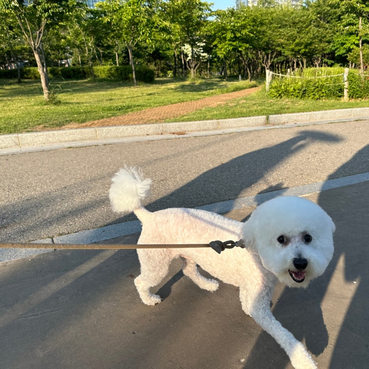  강아지 사료토를 토하는 이유와 해결방법