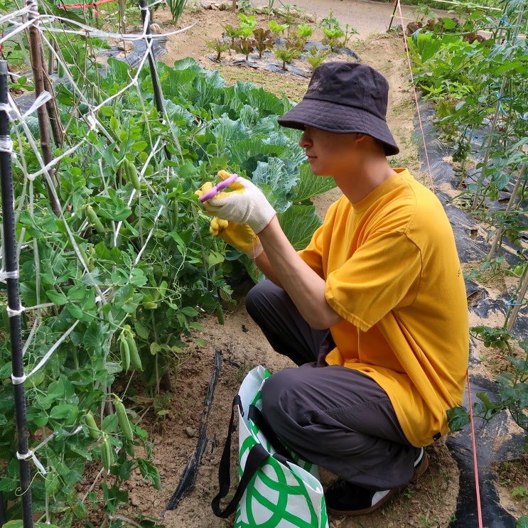  [주말농장] 신봉동 주말농장, 완두콩 수확기