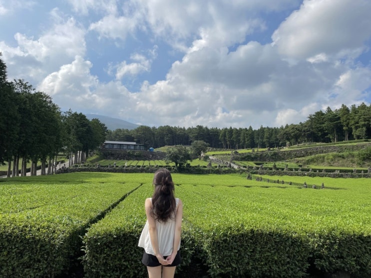 c️여름 제주 한달살이-서귀포  (큰엉, 쇠소깍, 박물관은 살아있다, 서귀다원, 돈내코) 제주여행 비올때, 너무 더울때 가기 좋은곳!