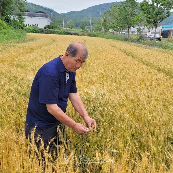  전남도, 6월의 친환경 농산물 ‘유기농 밀’ 선정