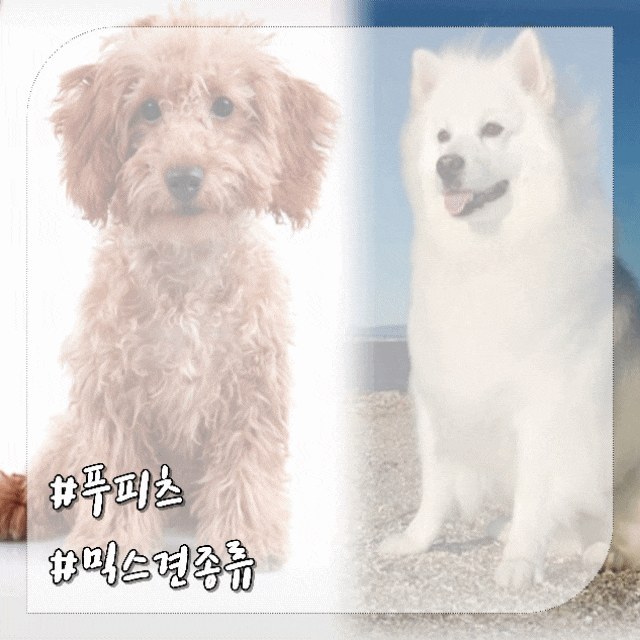  스피츠 푸들 믹스견종류 푸피츠 특징 주의할점