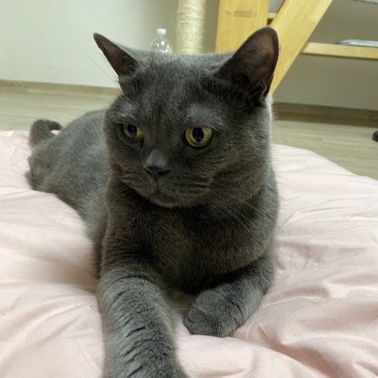 레미투미 고양이 델루나 <b>이불</b> (feat.<b>네이버</b>펫)