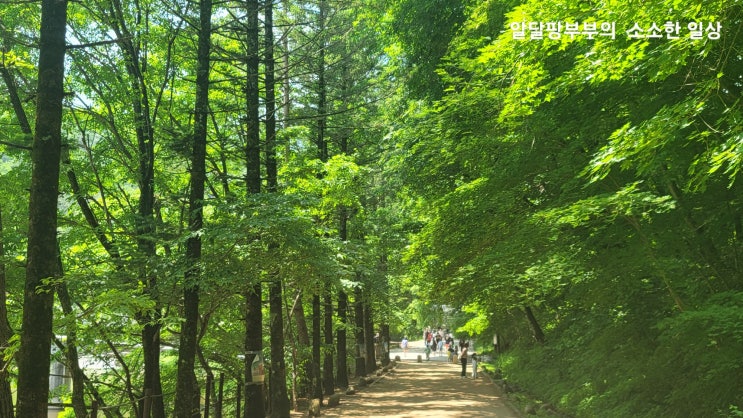 오대산 월정사 구경, 전나무길 산책(feat. 국립공원 입장료 전면폐지 무료입장)