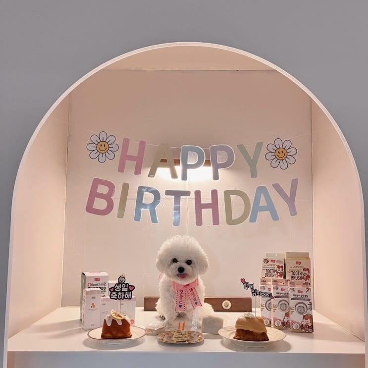  해피 밁희 데이 / 밁희 생일 / 강아지 생일파티 / 셀프생일파티
