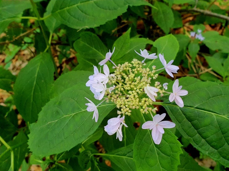 꿩 대신 닭이라도 꽃송이 산행 꽝 치고 충영과 하고초 꿀풀 산행이 되었네요 꿩 대신 닭이라도 꽃송이 산행 꽝 치고 충영과 하고초 꿀풀 산행이 되었네요