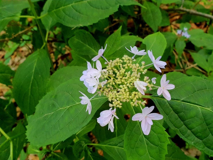 꿩 대신 닭이라도 꽃송이 산행 꽝 치고 충영과 하고초 꿀풀 산행이 되었네요