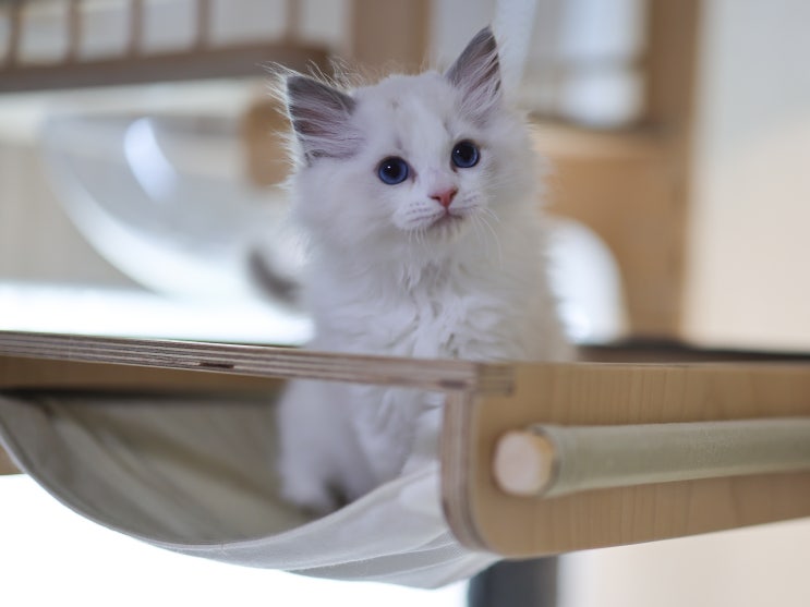 랙돌캐터리 10주차 블루바이 자묘 고양이 포토, 성격 특징 분양 성장과정