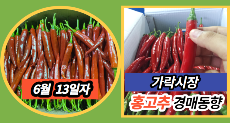  [경매사 일일보고] 6월 13일자 가락시장 홍고추 경매동향을 살펴보겠습니다!