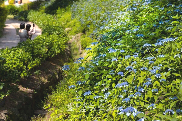  구례군, 산동면 위치한 구례수목원 수국 지금이 절정