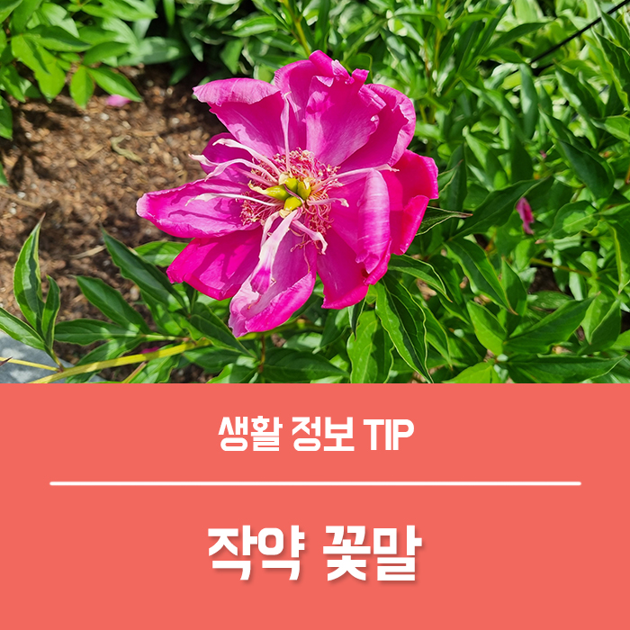  작약 꽃말 함박꽃 작약 씨앗 키우기 작약꽃 특징