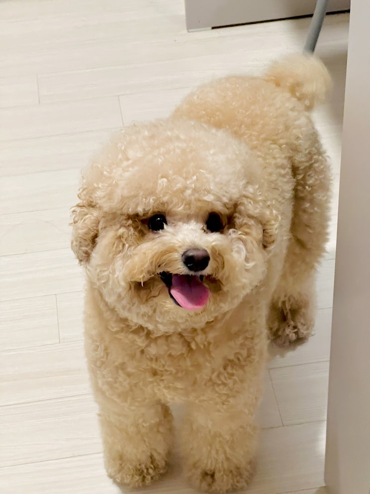  푸들 털관리 하는 방법 / 강아지 미용 시기, 비용, 스타일 추천