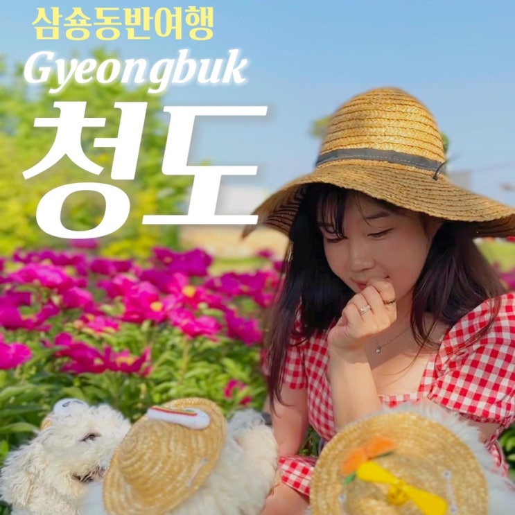  경북 청도 애견동반여행 식당 숙소 관광지 모음집