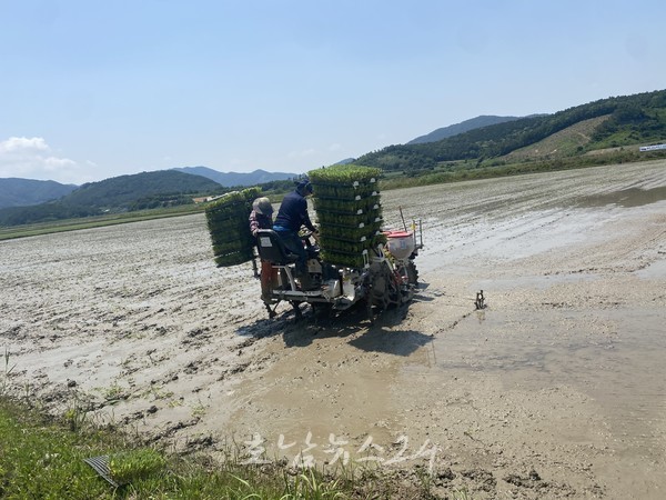  전남도, 밥쌀용 벼 대체 작물 보급 확산