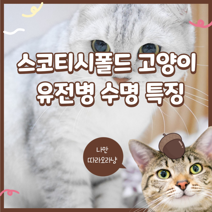  스코티시폴드 유전병 수명 특징