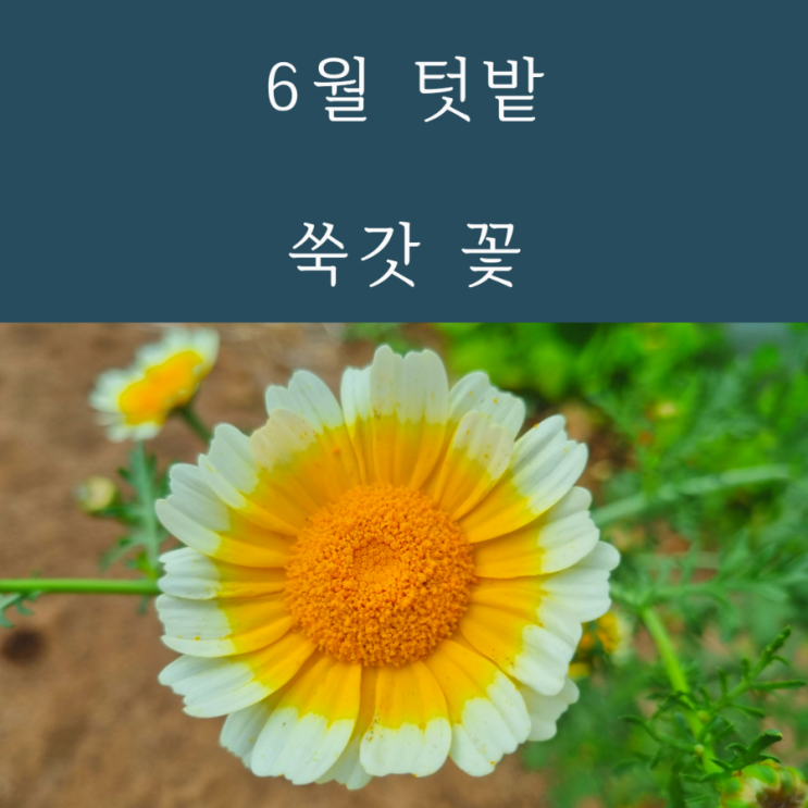  6월 텃밭 쑥갓 쑥갓꽃