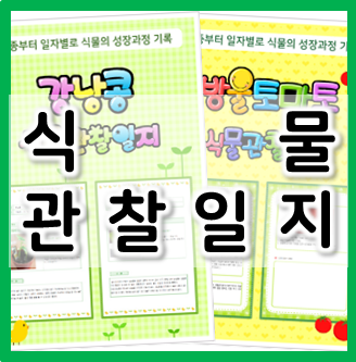  [강낭콩 관찰일지] 식물이 자라는 과정을 배워요:D