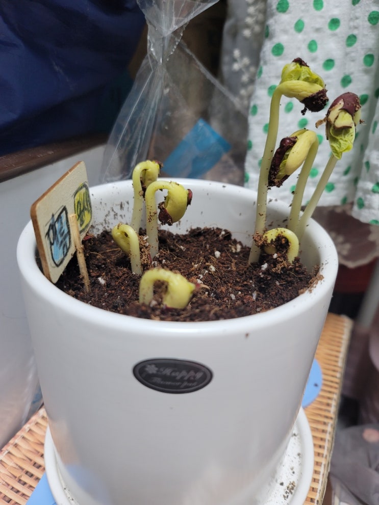  아이들과 방울 토마토, 강남콩 키우기